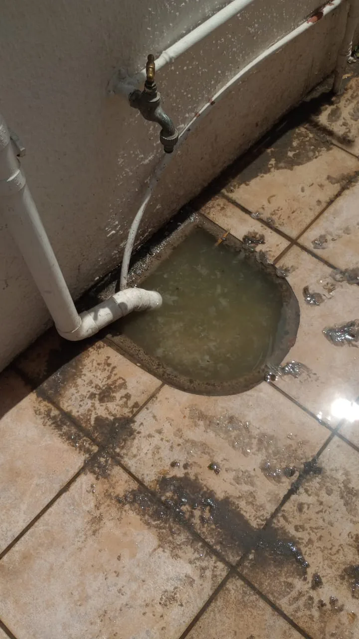 Tree roots removed from a blocked drain pipe