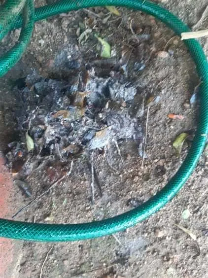 Tree roots removed from a blocked drain pipe