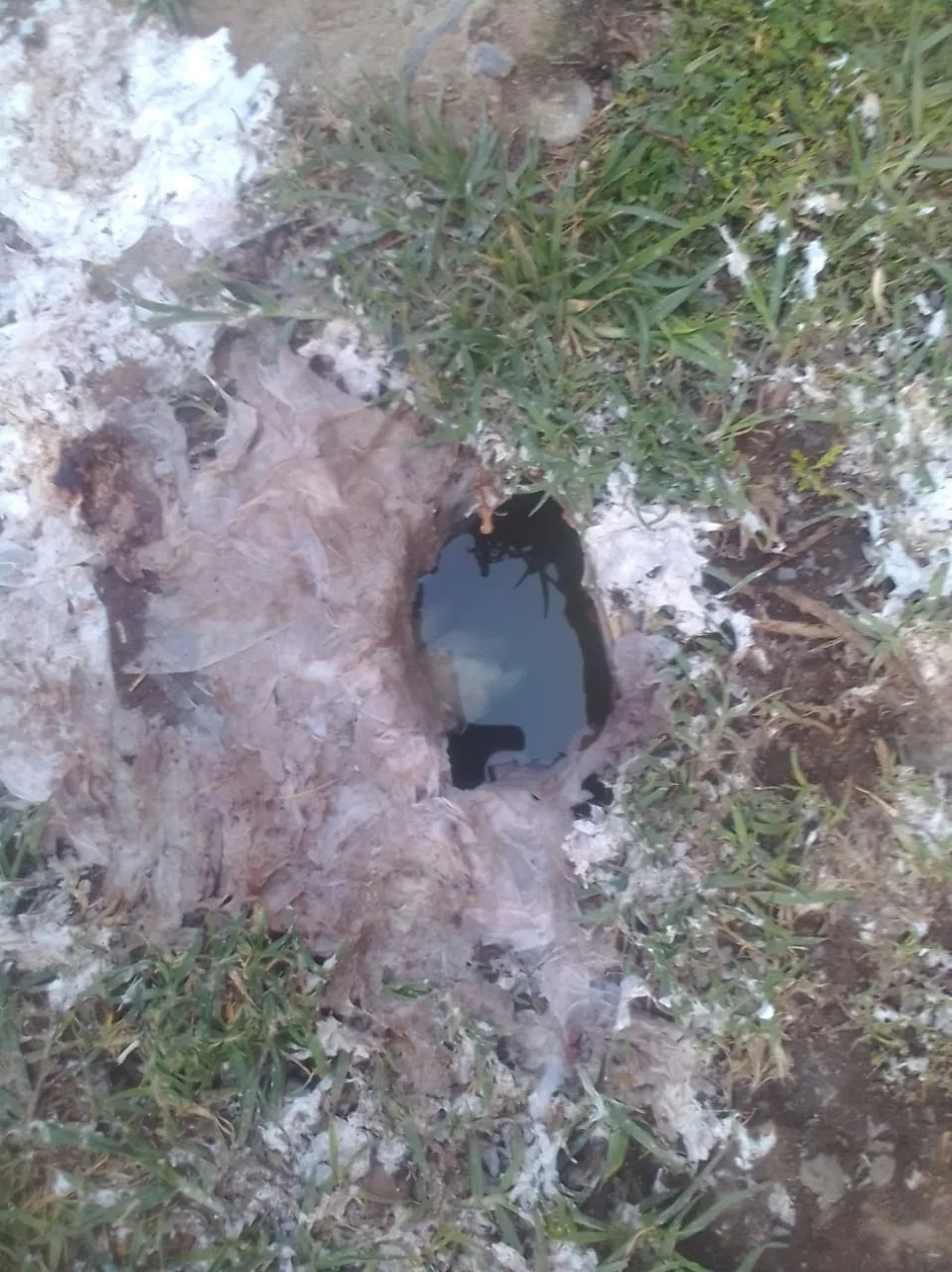Tree roots removed from a blocked drain pipe