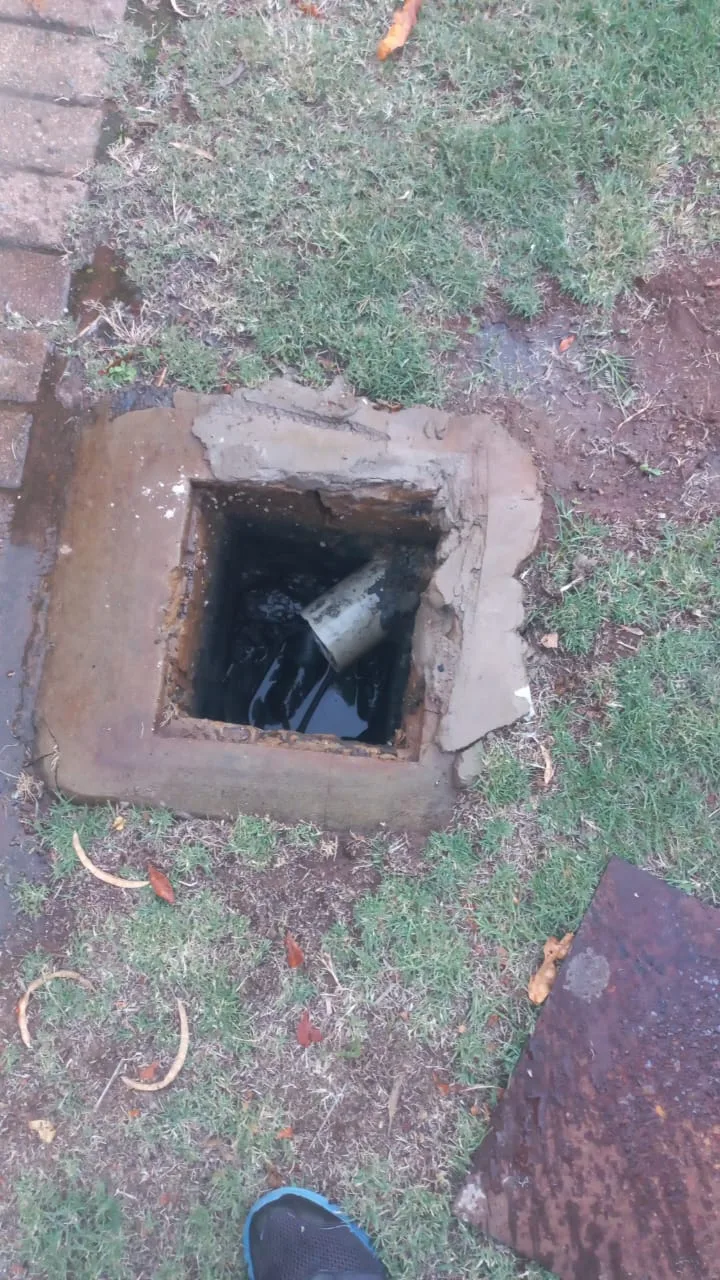Tree roots removed from a blocked drain pipe