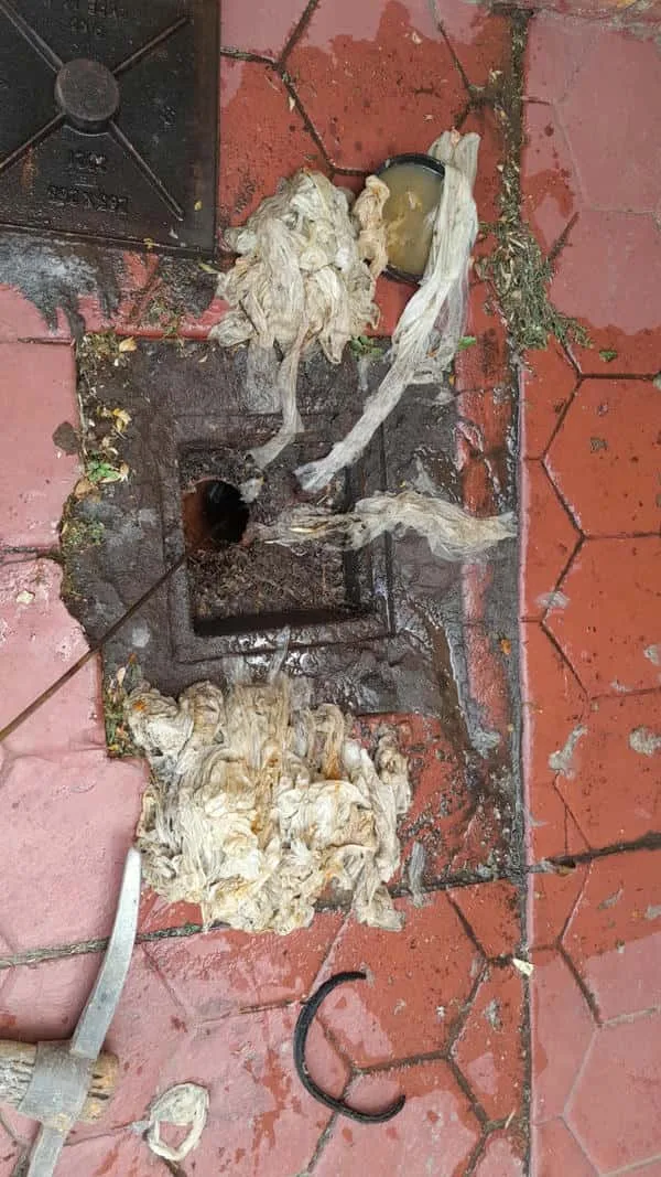 Tree roots removed from a blocked drain pipe
