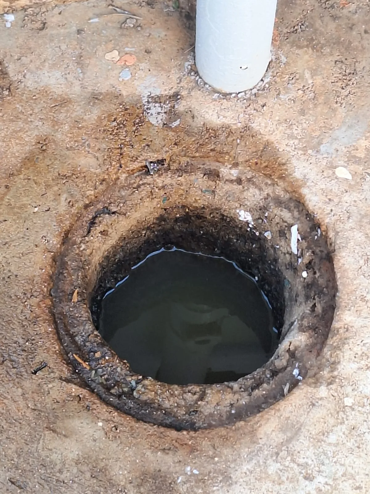 Tree roots removed from a blocked drain pipe