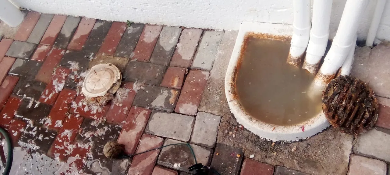 Tree roots removed from a blocked drain pipe