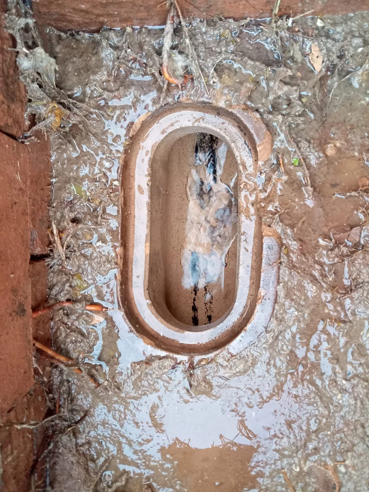 Tree roots removed from a blocked drain pipe