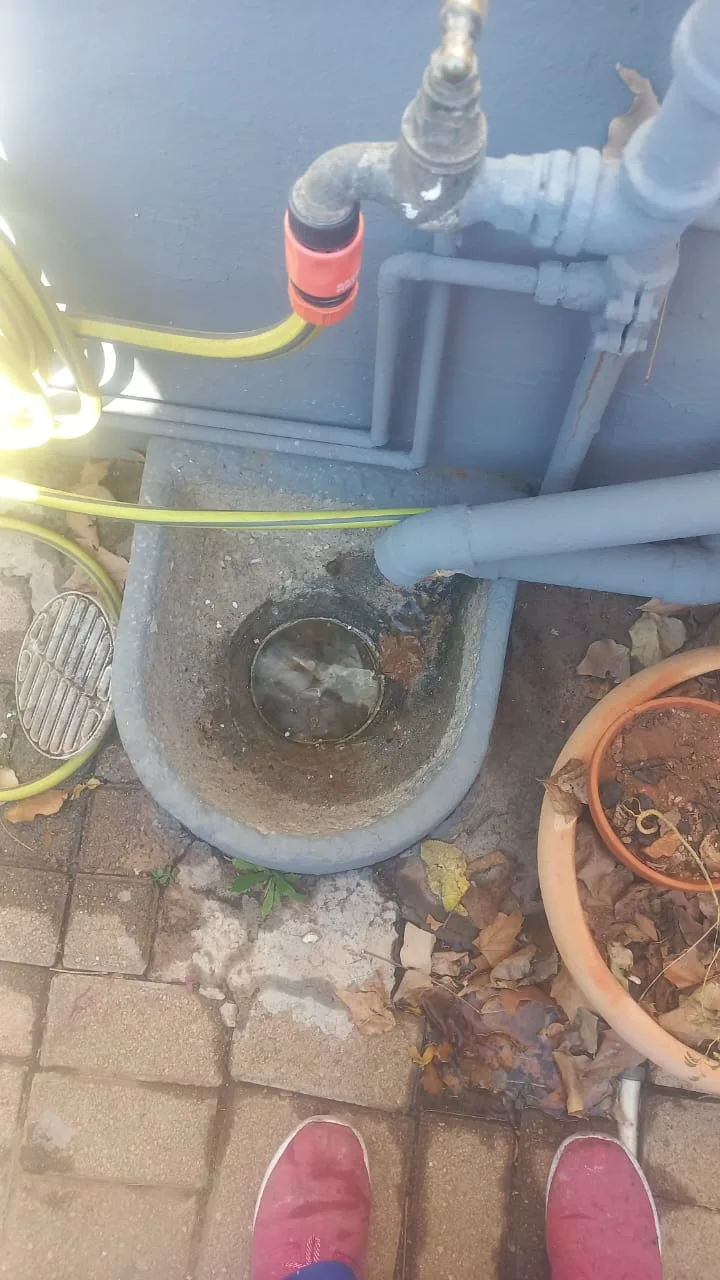 Tree roots removed from a blocked drain pipe