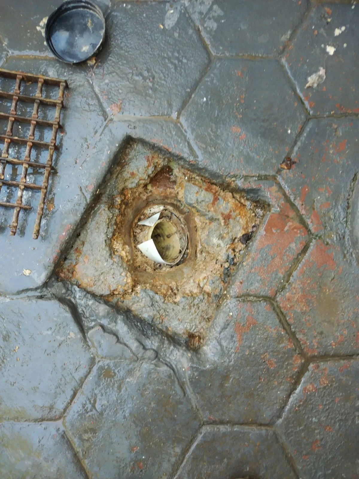 Tree roots removed from a blocked drain pipe