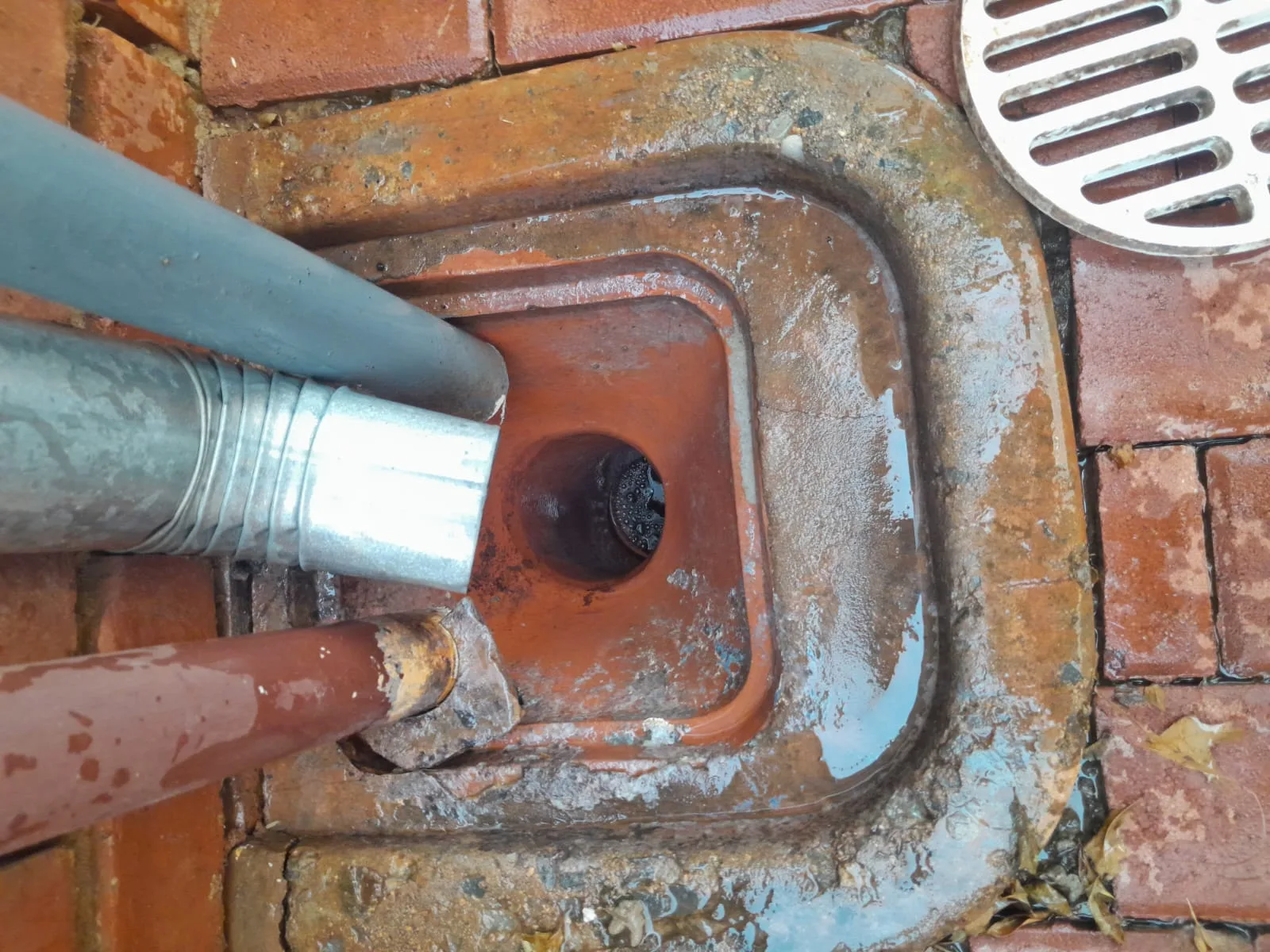 Tree roots removed from a blocked drain pipe