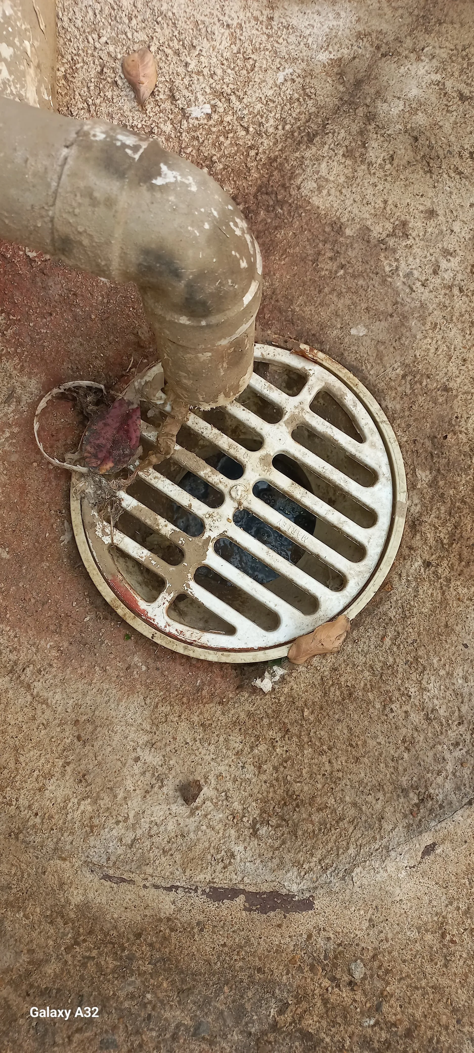 Tree roots removed from a blocked drain pipe