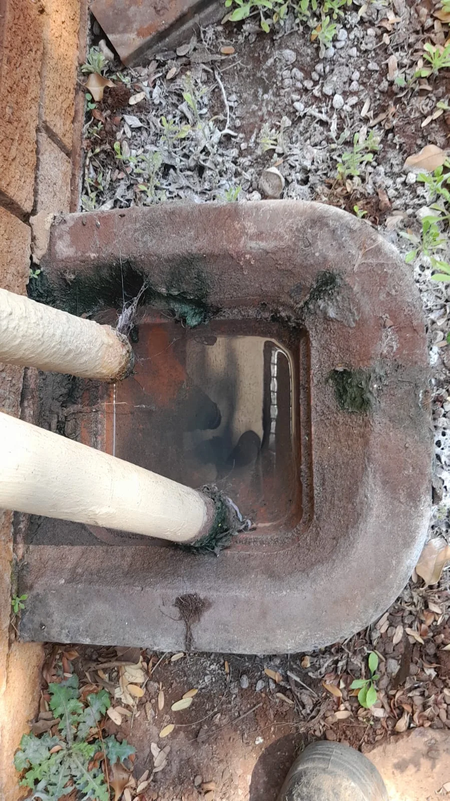 Tree roots removed from a blocked drain pipe