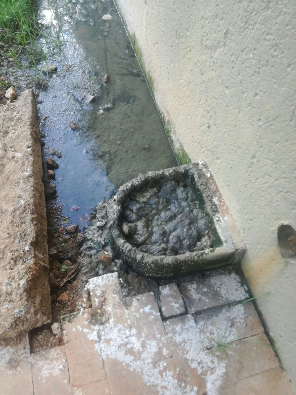 Tree roots removed from a blocked drain pipe