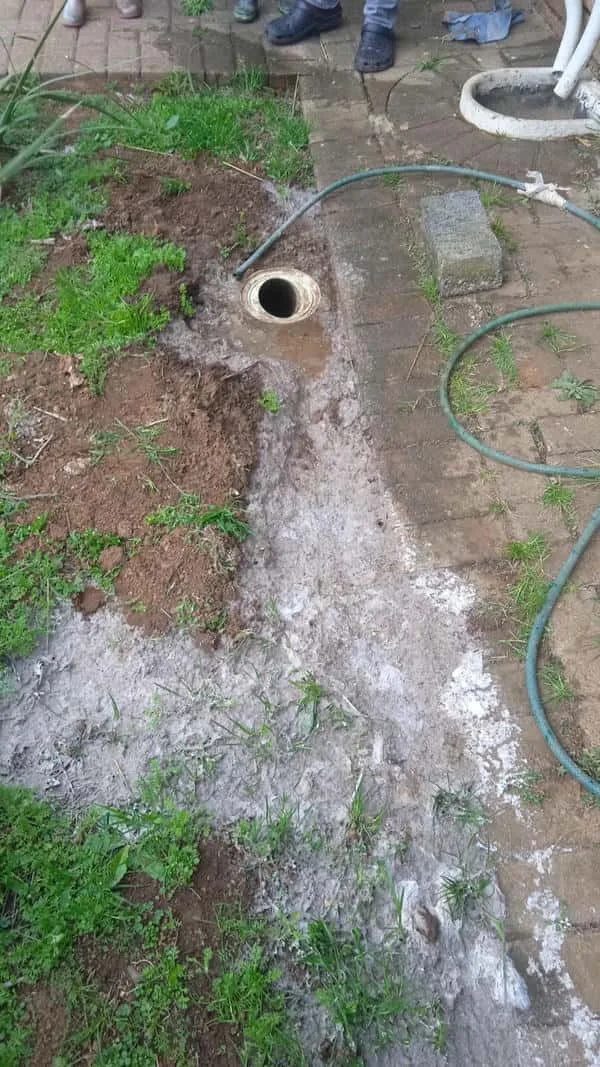 Tree roots removed from a blocked drain pipe