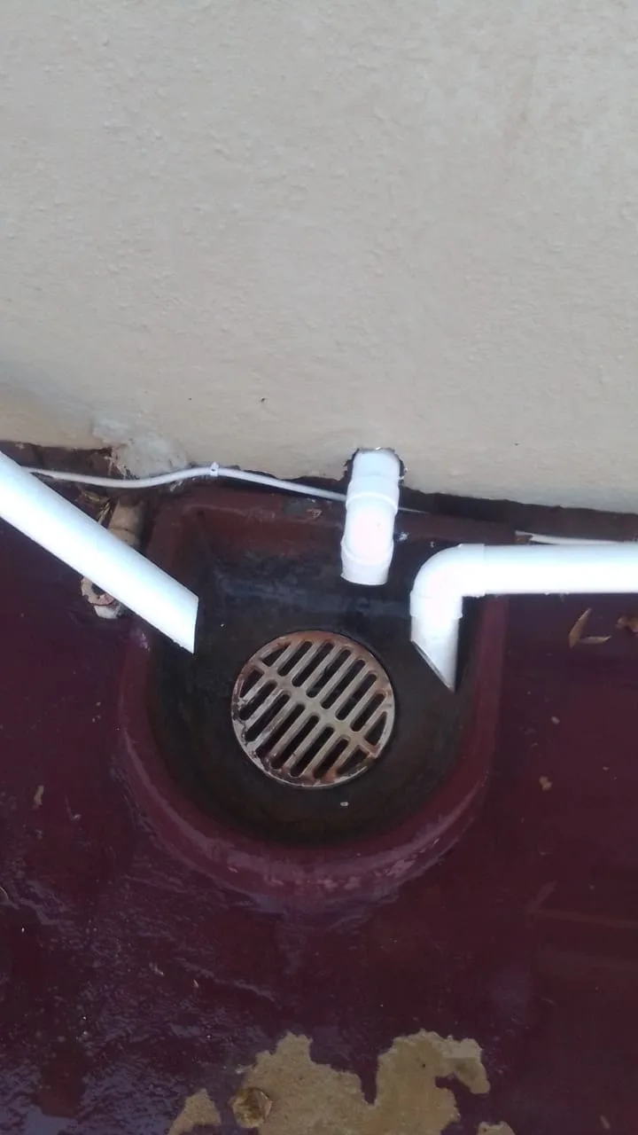 Tree roots removed from a blocked drain pipe