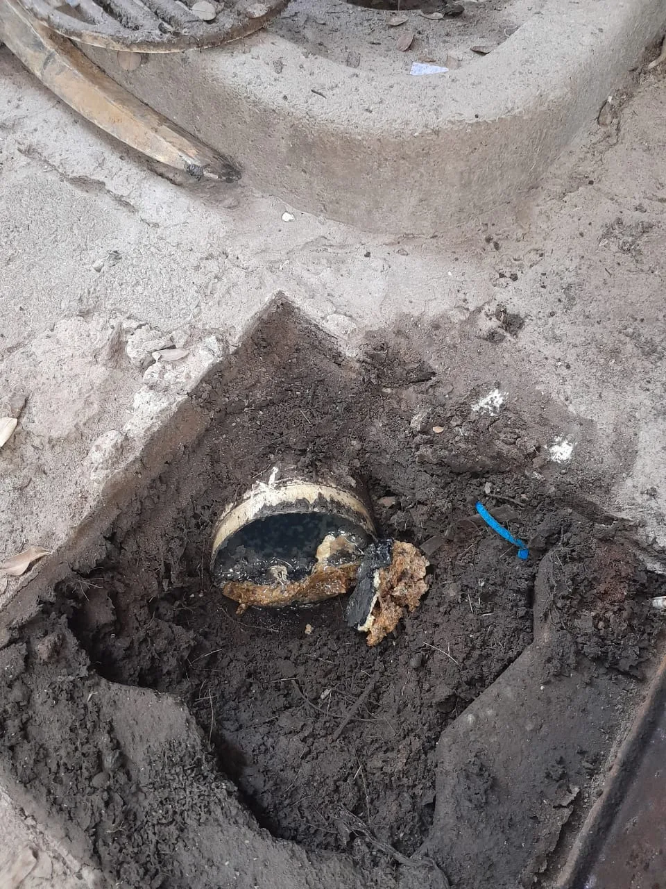 Tree roots removed from a blocked drain pipe