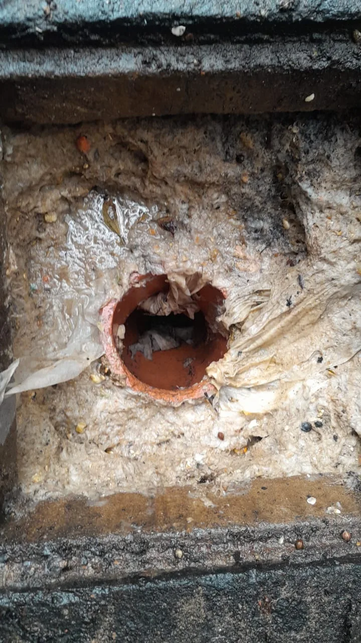 Tree roots removed from a blocked drain pipe