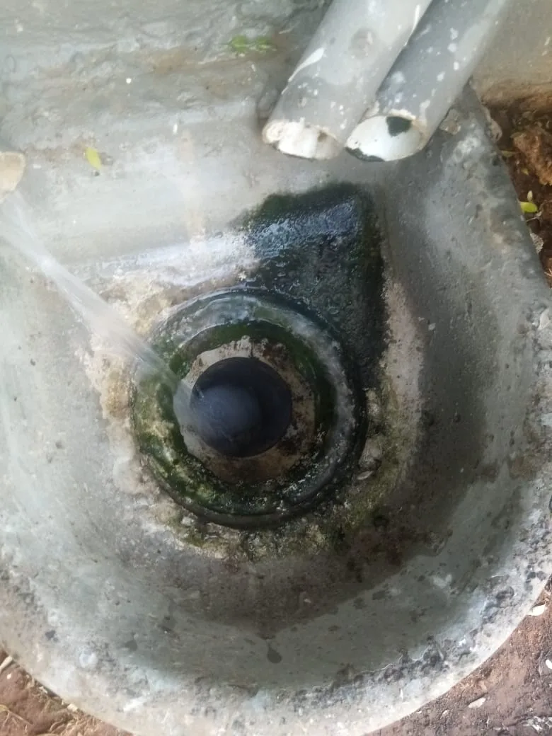Tree roots removed from a blocked drain pipe