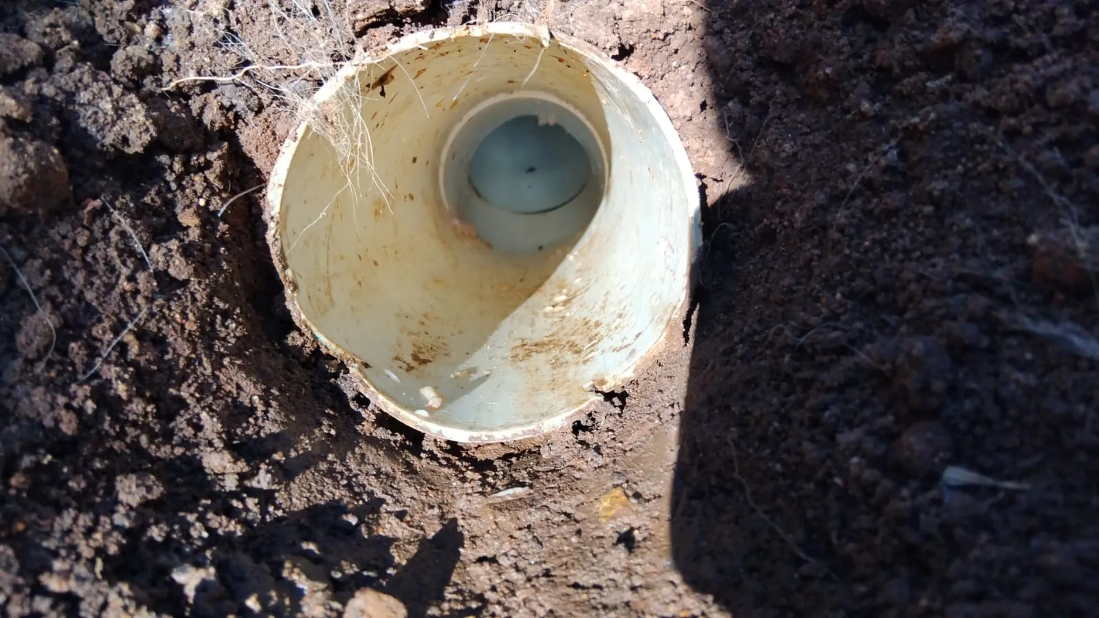 Tree roots removed from a blocked drain pipe