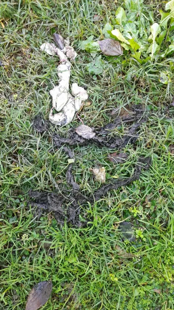 Tree roots removed from a blocked drain pipe