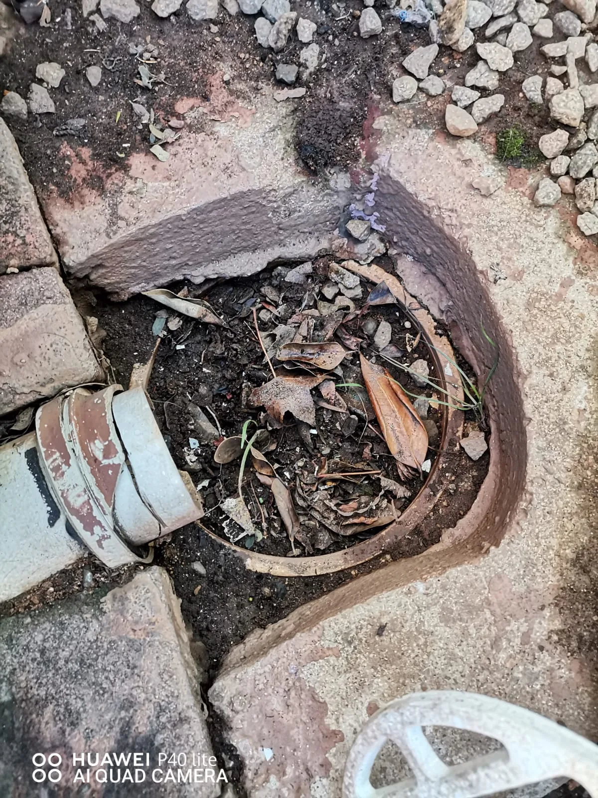 Tree roots removed from a blocked drain pipe