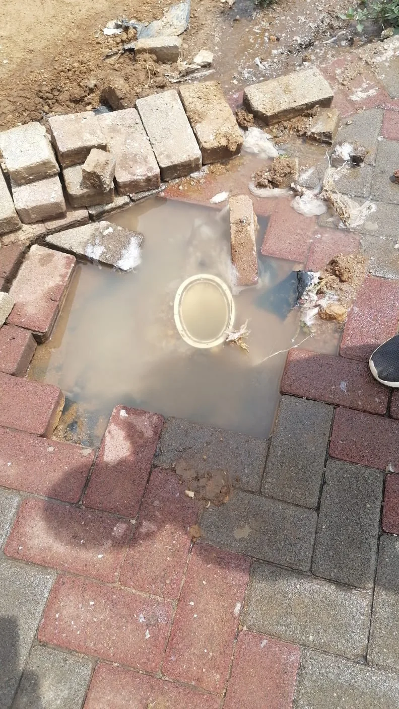 Tree roots removed from a blocked drain pipe