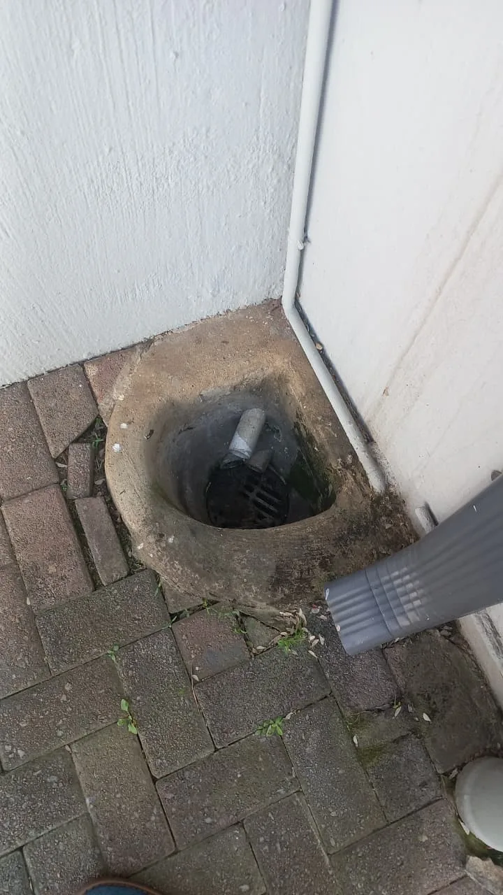 Tree roots removed from a blocked drain pipe