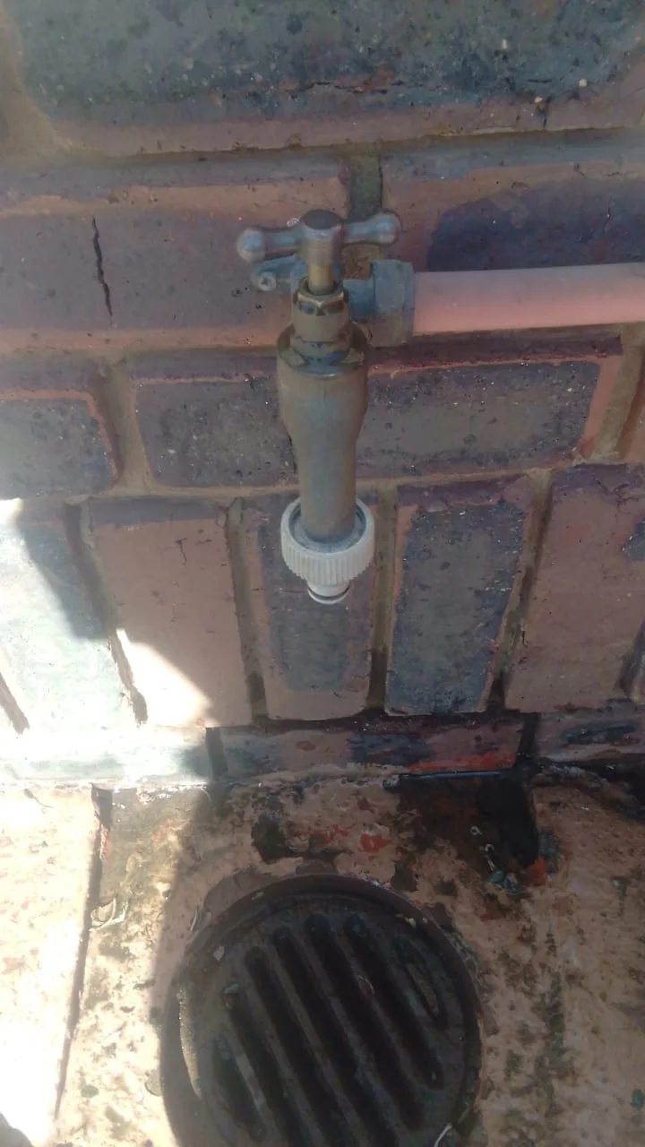 Tree roots removed from a blocked drain pipe