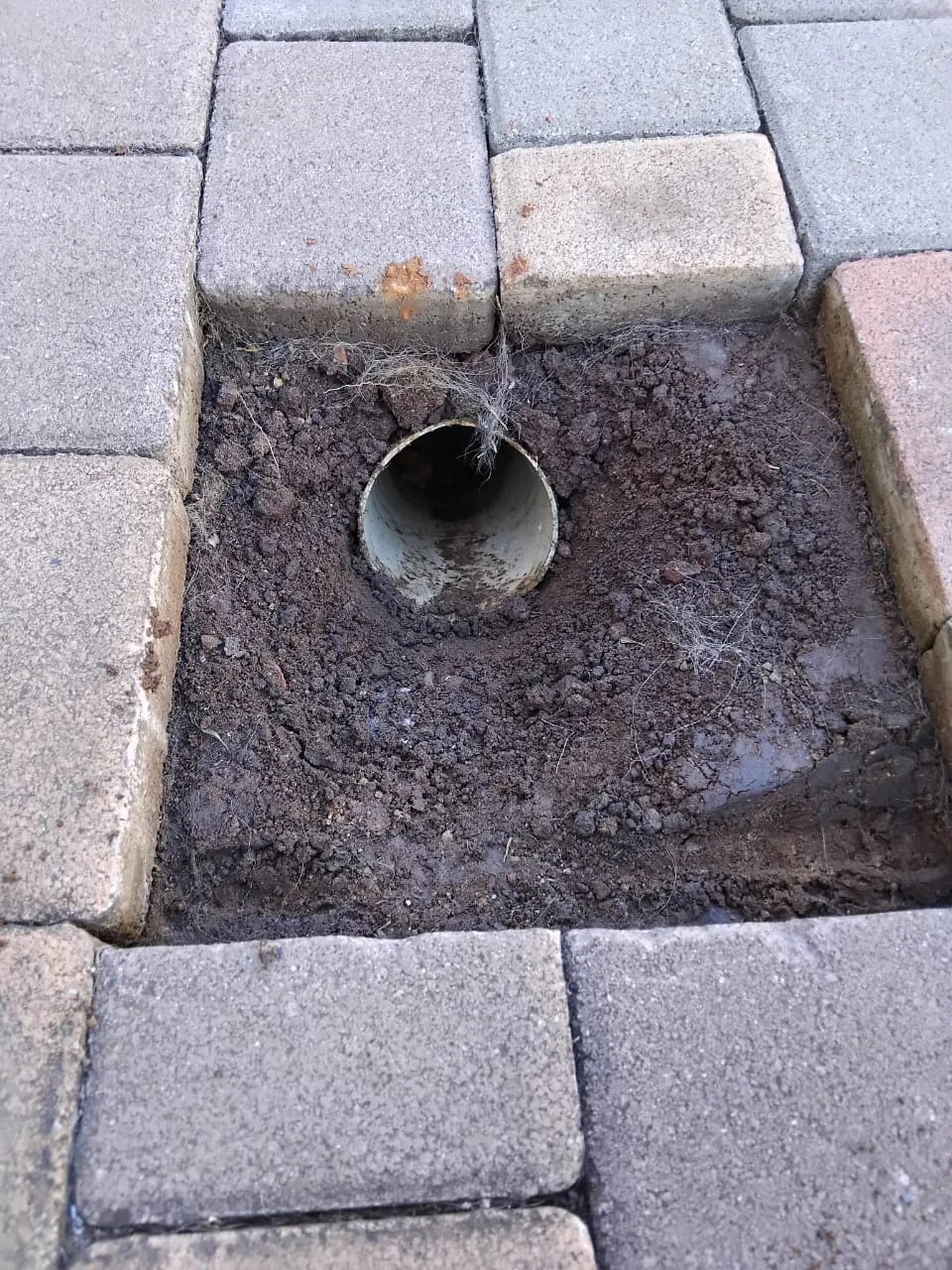 Tree roots removed from a blocked drain pipe