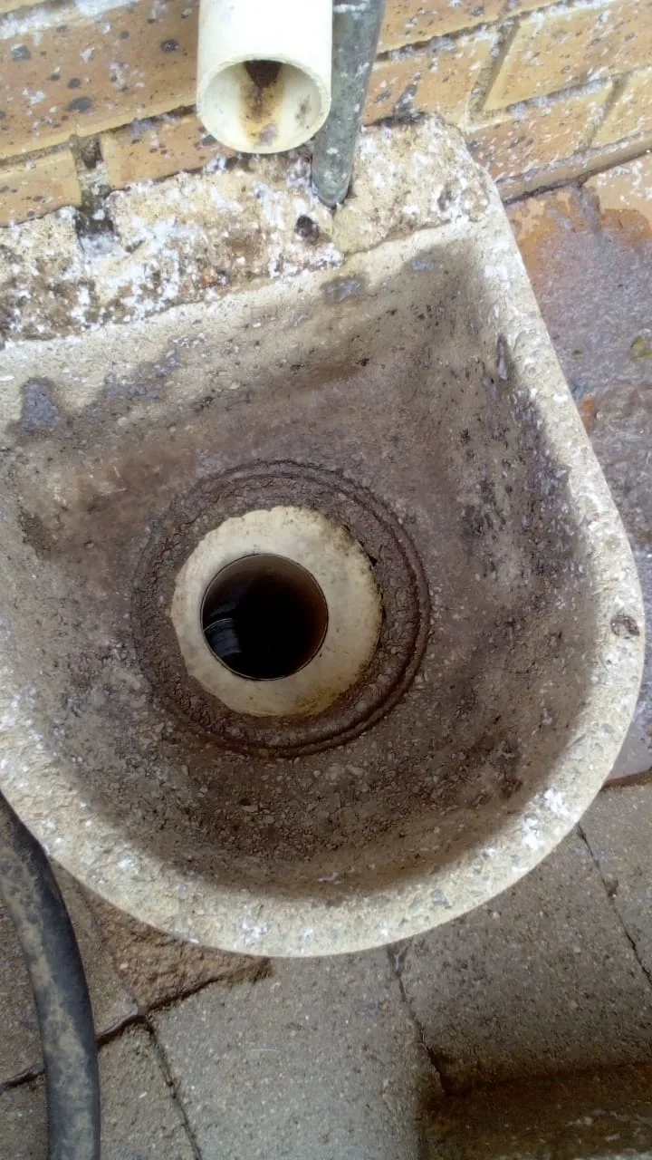 Tree roots removed from a blocked drain pipe
