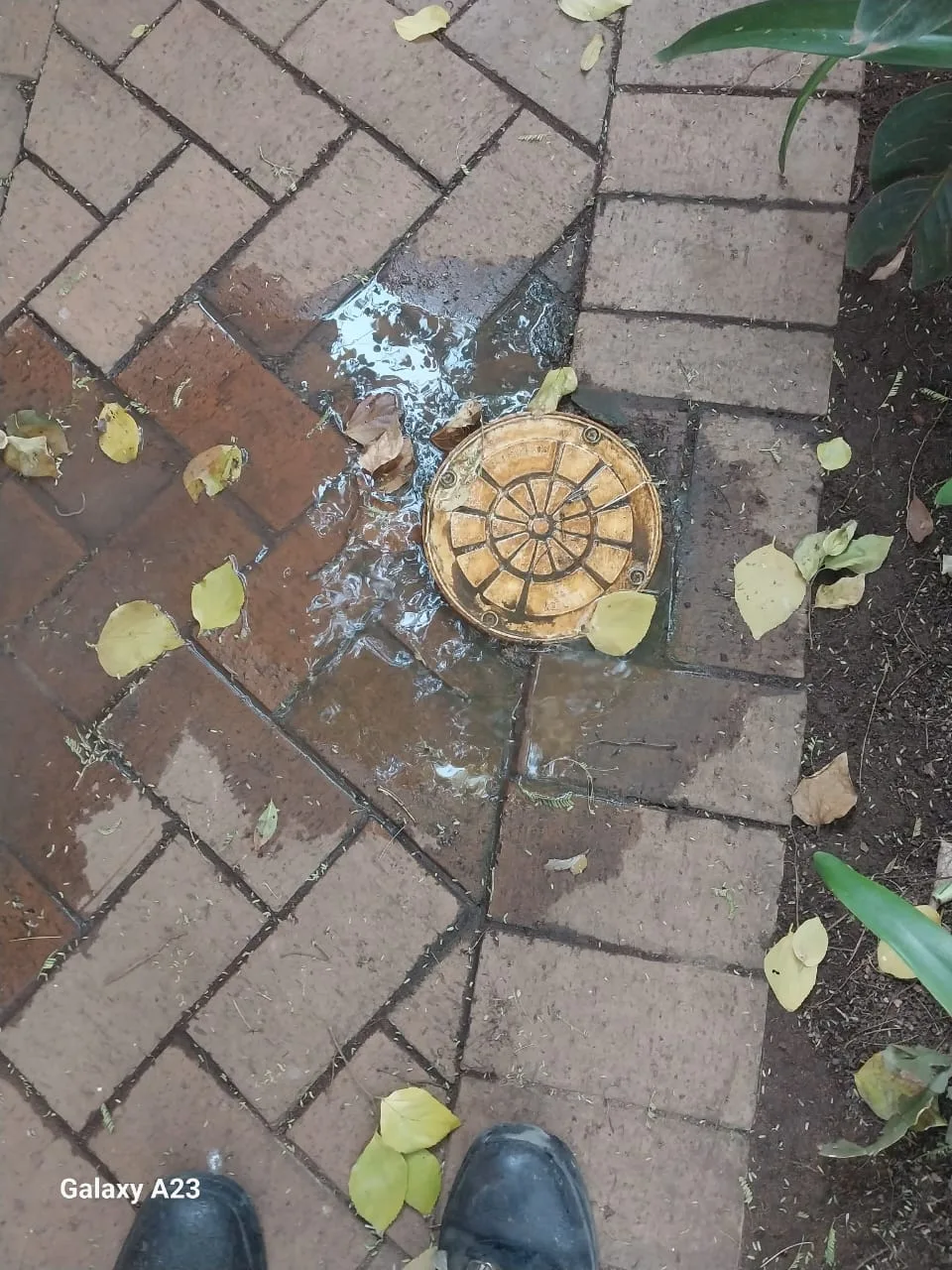 Tree roots removed from a blocked drain pipe