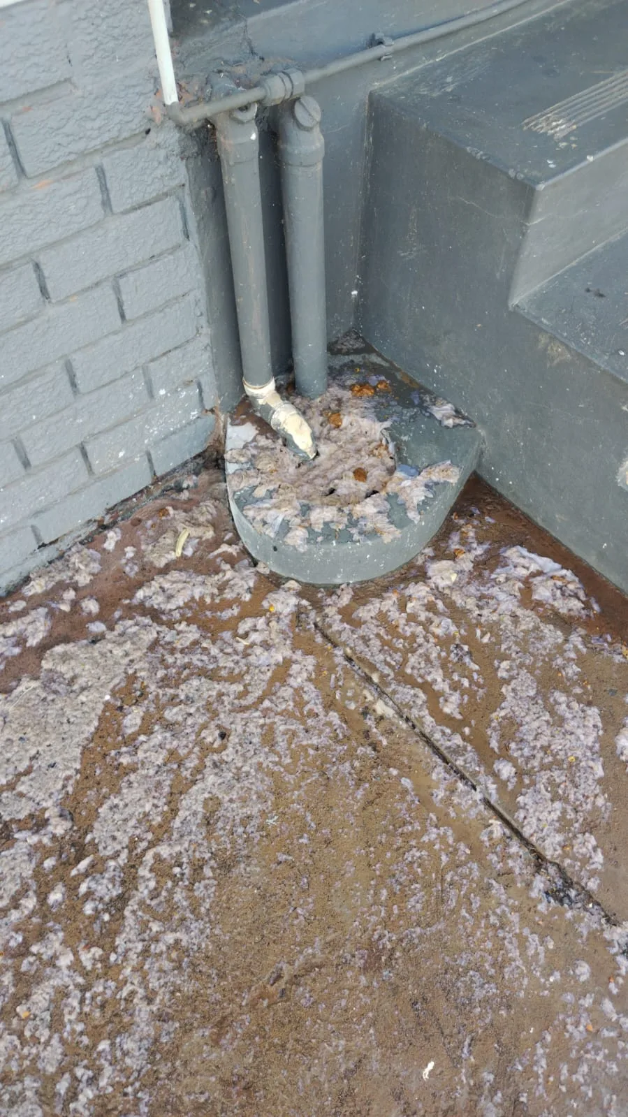 Tree roots removed from a blocked drain pipe