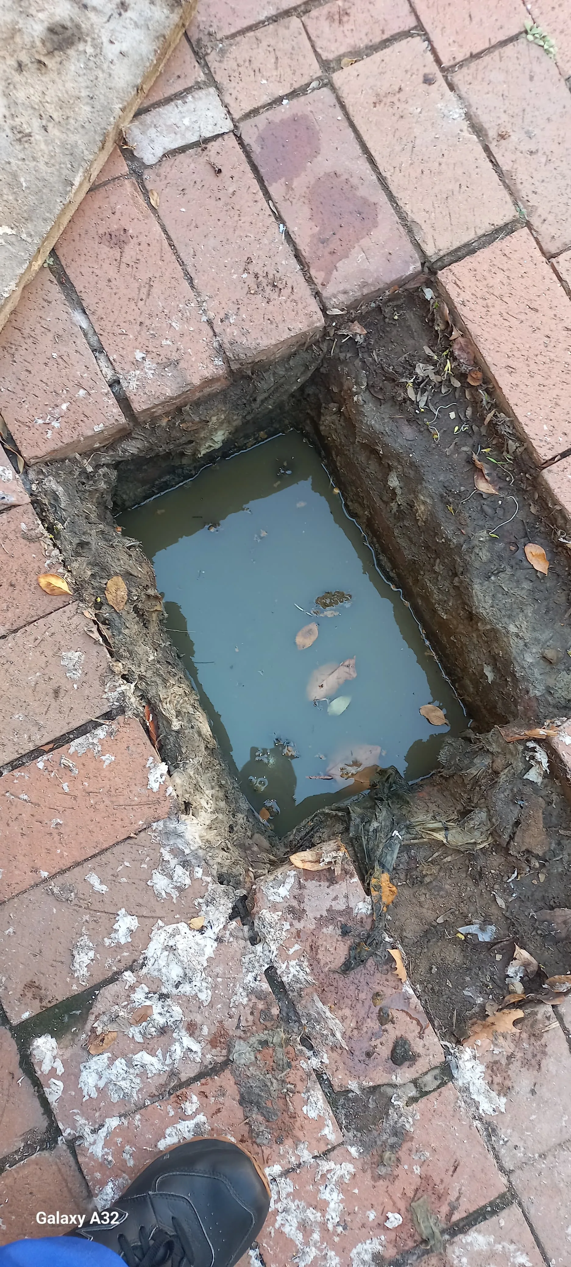 Tree roots removed from a blocked drain pipe