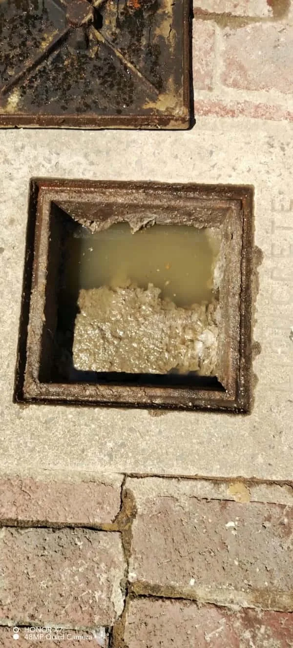 Tree roots removed from a blocked drain pipe