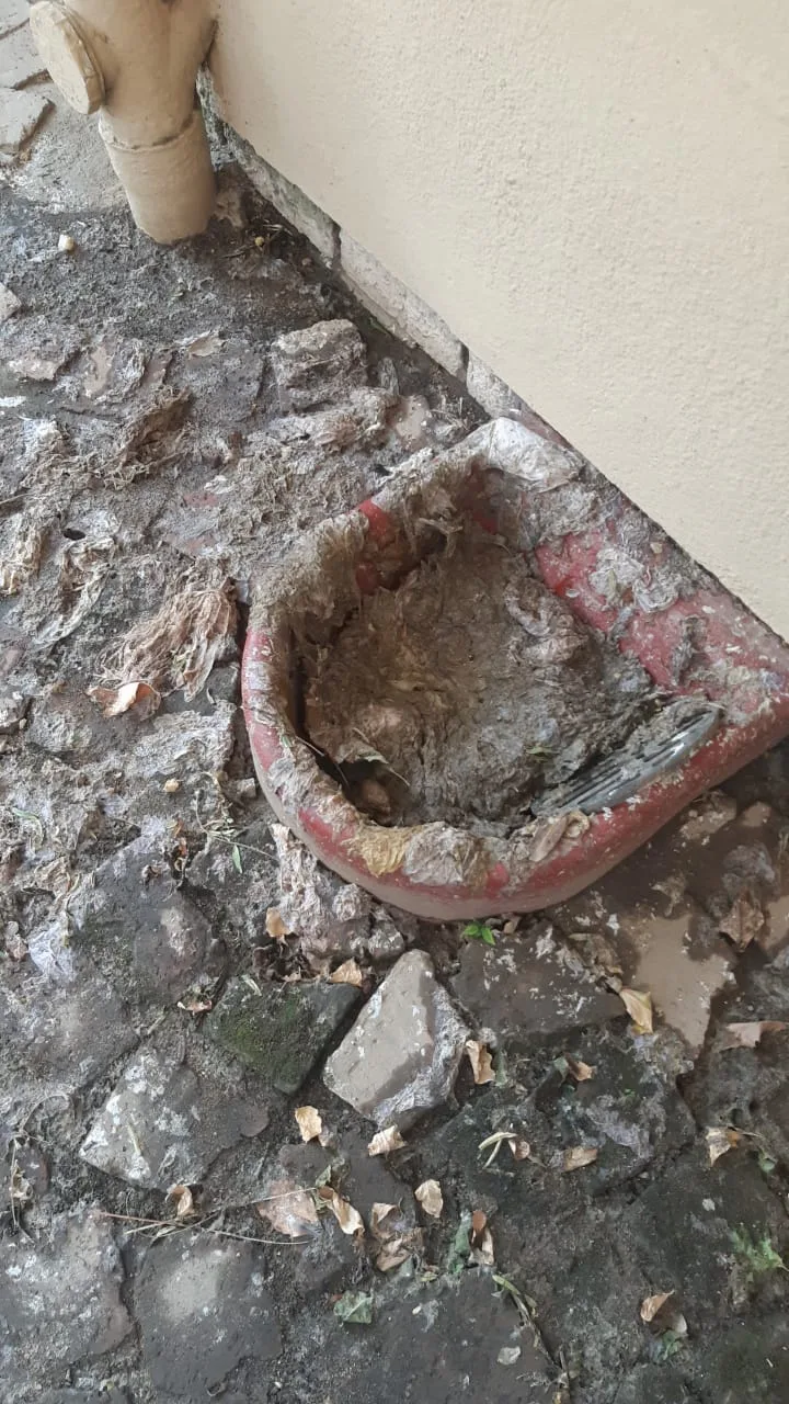 Tree roots removed from a blocked drain pipe