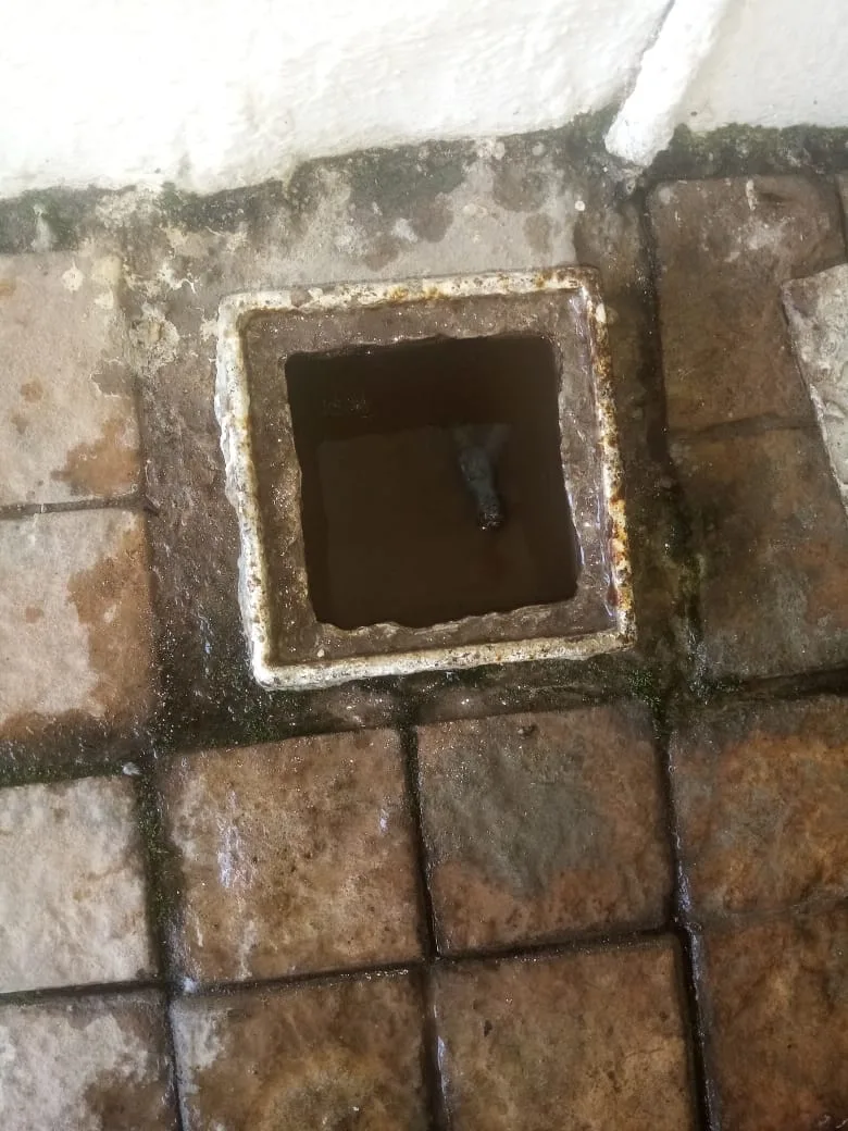 Tree roots removed from a blocked drain pipe in Willowdene