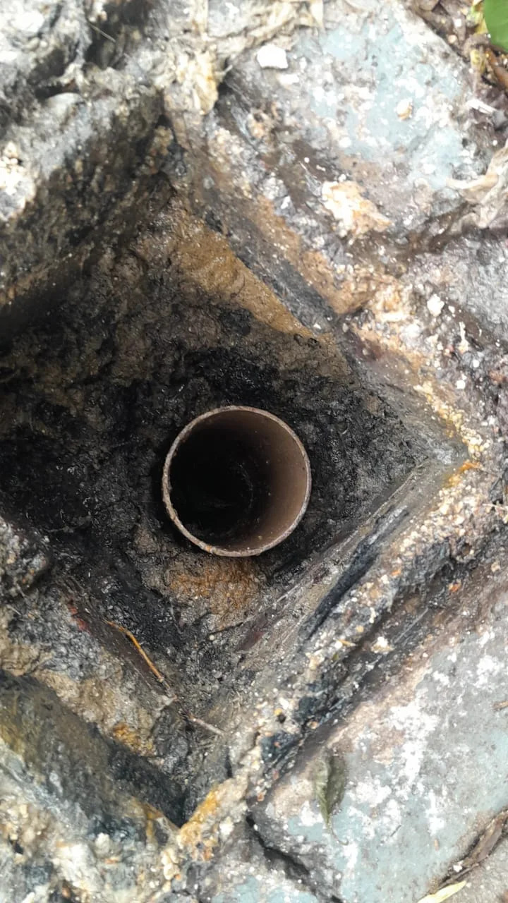 Tree roots removed from a blocked drain pipe