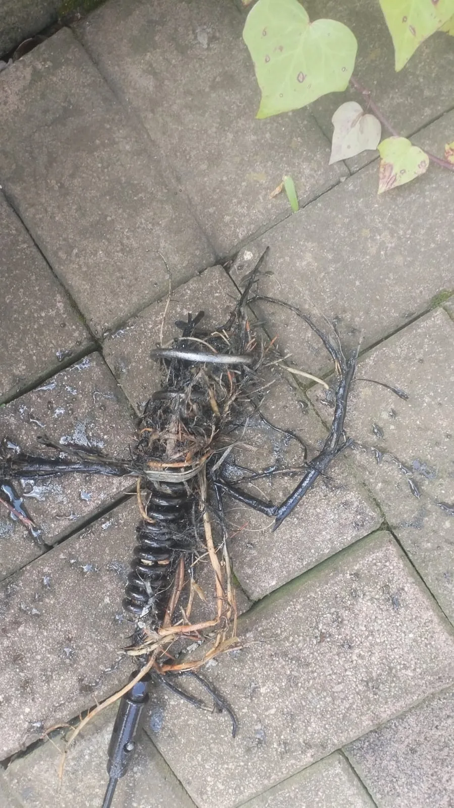 How to Protect Your Home’s Plumbing from Tree Roots How to Protect Your Home’s Plumbing from Tree Roots