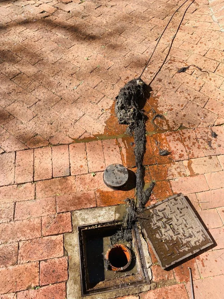 Tree Root Removal Plumbers Tree Root Removal Plumbers