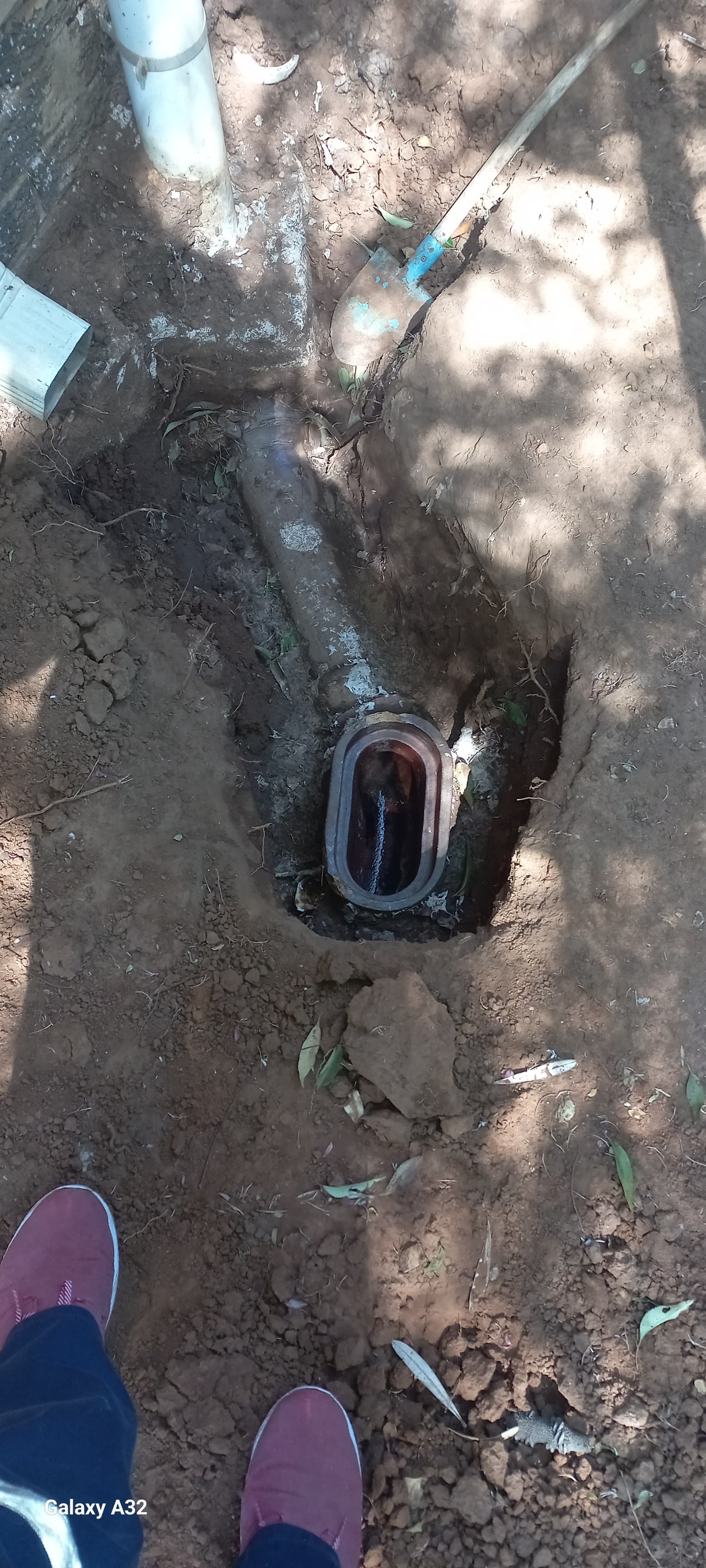 Tree roots removed from a blocked drain pipe