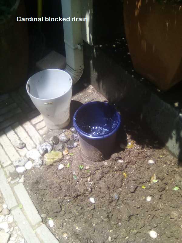 Cardinal blocked drain cleaners