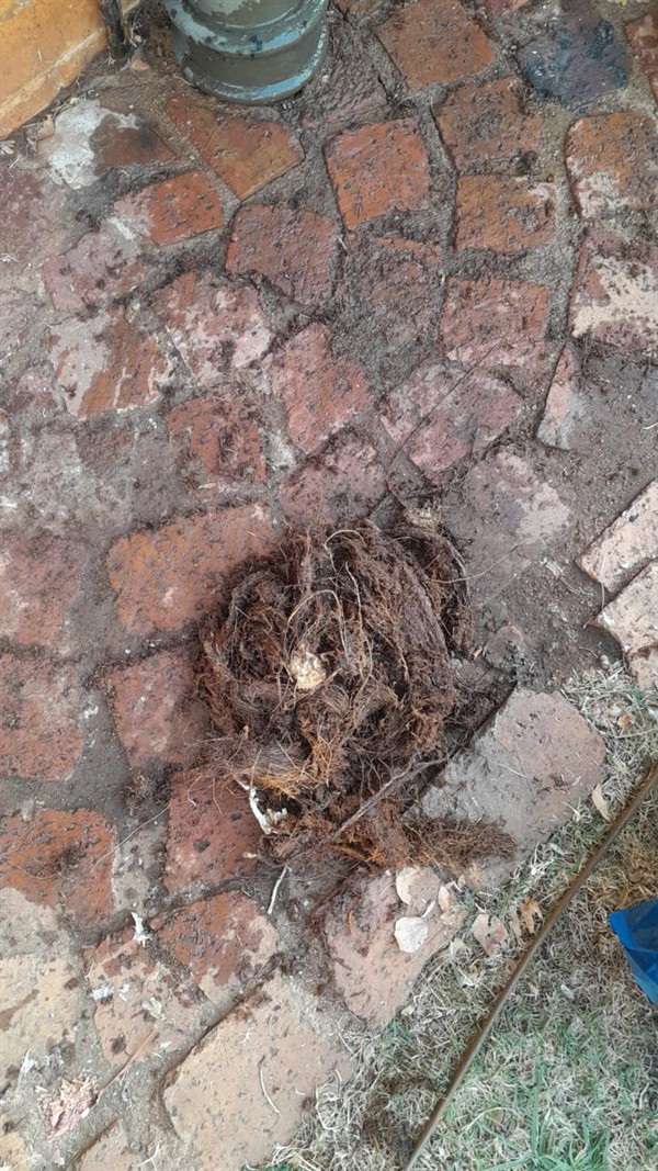 Clog being fixed in drain pipe