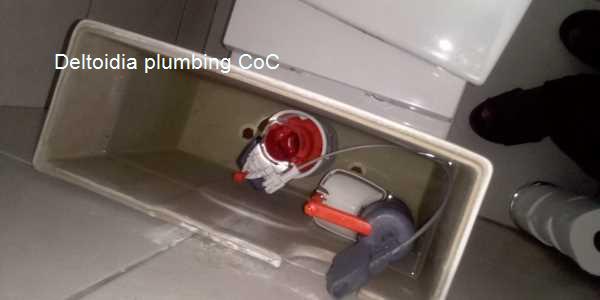 Deltoidia plumbing CoC