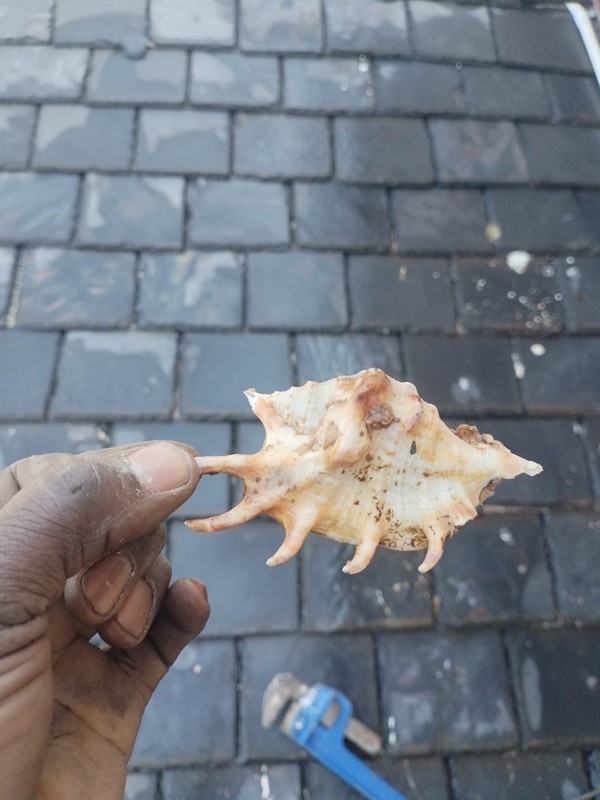 Stubborn clog in gulley