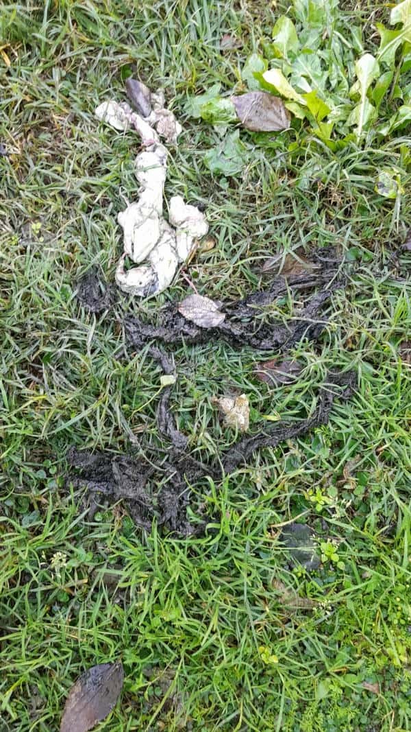 Final clearing and testing of blocked drain