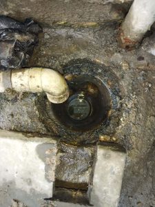 How to Protect Your Home’s Plumbing from Tree Roots